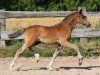 dressage horse Grimus II (German Riding Pony, 2014, from Hesselteichs Grimaldi)