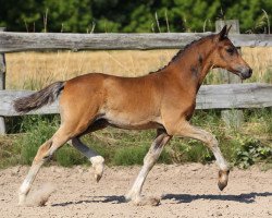 Dressurpferd Grimus II (Deutsches Reitpony, 2014, von Hesselteichs Grimaldi)