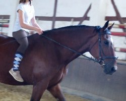 dressage horse Ben (Alt-Oldenburger / Ostfriesen, 1994)