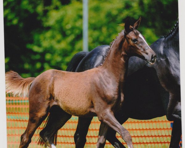 dressage horse Fairy of Hearts (Rhinelander, 2014, from Fürst Fohlenhof)