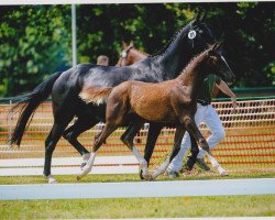 dressage horse Donna Elisea (Hannoveraner, 2004, from Don Vino)