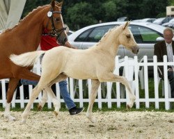 Pferd Golden Dio (Westfale, 2014, von Golden State 2)