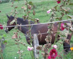 Pferd Zauberfee 18 (Westfale, 1991, von Zar)