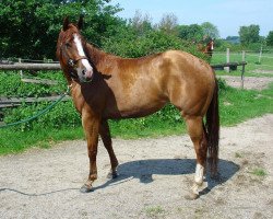 Zuchtstute Flip A Roo (Quarter Horse,  , von Gallo Del Cielo)