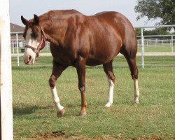 Zuchtstute Gallo Del Blanco (Quarter Horse,  , von Gallo Del Cielo)