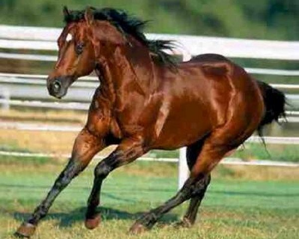 stallion Chic Please (Quarter Horse, 1995, from Smart Chic Olena)