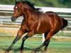 Deckhengst Chic Please (Quarter Horse, 1995, von Smart Chic Olena)