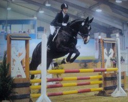 jumper Grace 330 (Hanoverian, 2003, from Goodman)