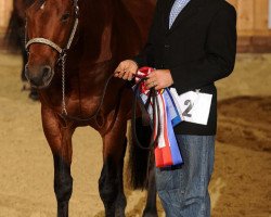 Deckhengst Cowboy Del Cielo (Quarter Horse, 2005, von Gallo Del Cielo)