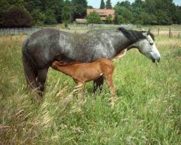 broodmare Star Of Sedona (Quarter Horse, 2003)