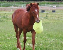 Pferd Lil Dry Snoopy (Quarter Horse, 2011, von Phillipp)