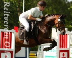 broodmare Gentle Lady 6 (German Riding Pony, 2007, from Gentleman)