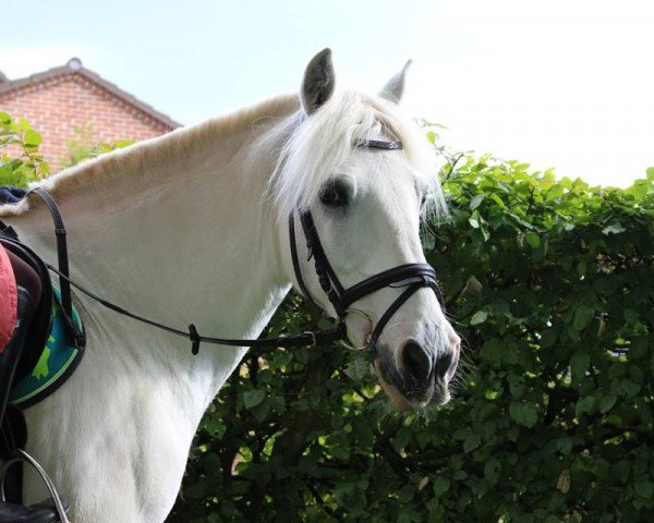 dressage horse Angel 122 (German Riding Pony, 1997)