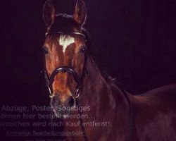 dressage horse Gin 100 (German Warmblood, 1997, from Golden Dream)