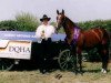 broodmare Kings Angelita Chex (Quarter Horse, 2001, from Mr King Raffles)