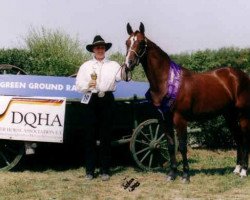 Zuchtstute Kings Angelita Chex (Quarter Horse, 2001, von Mr King Raffles)