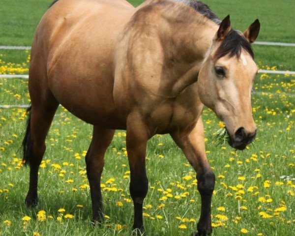 broodmare My Power Of Love (Quarter Horse, 2007, from Fritz Power)