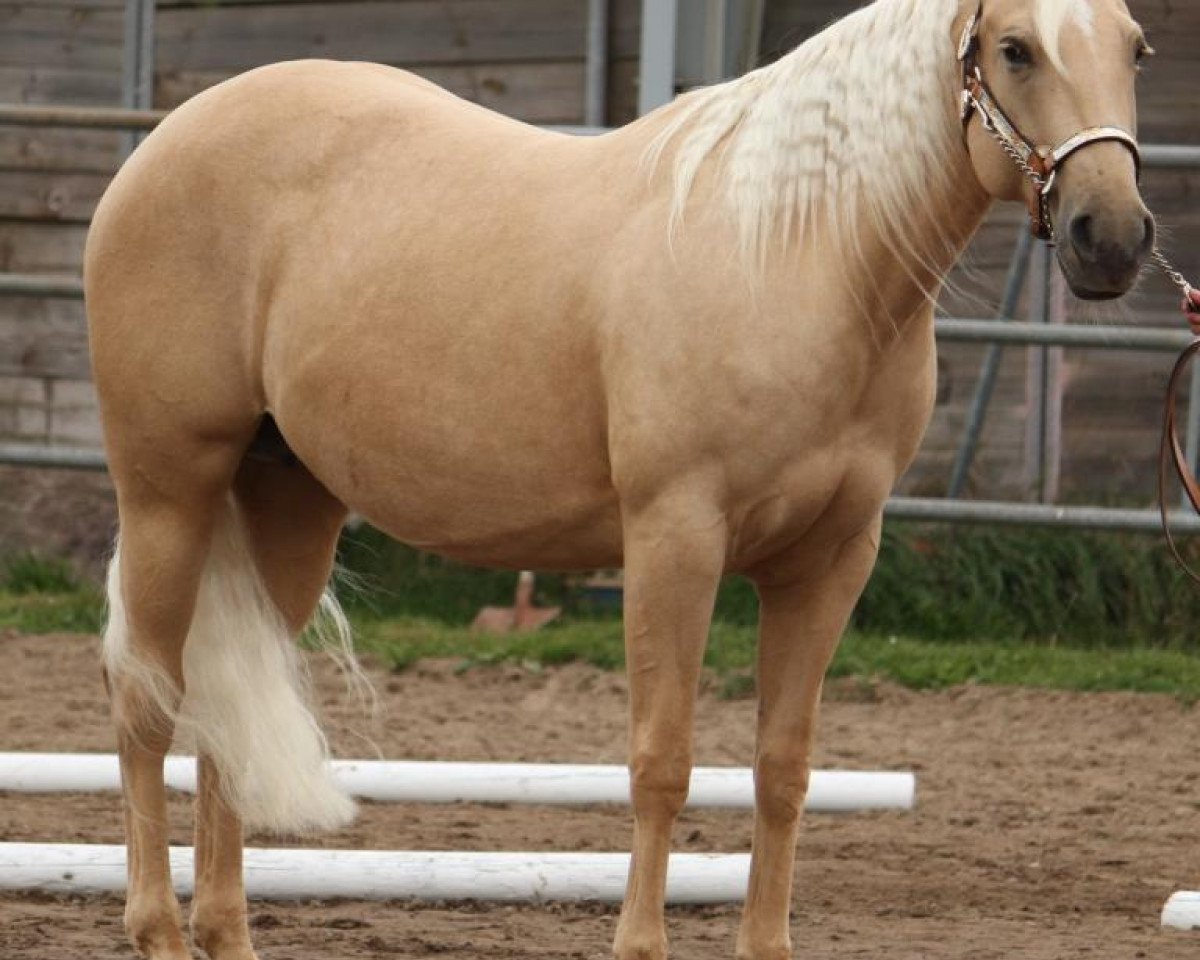Zuchtstute Spooks Poco Barbie (Quarter Horse, 2007, von Spook N Tari)