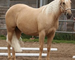 Zuchtstute Spooks Poco Barbie (Quarter Horse, 2007, von Spook N Tari)