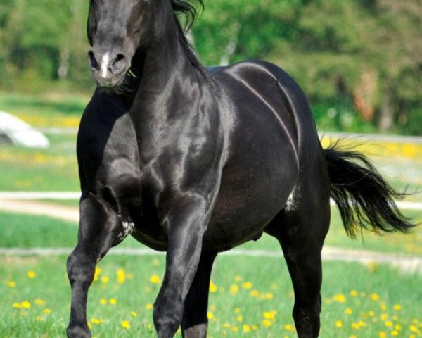 stallion Mr King Raffles (Quarter Horse, 1994, from Three King Raffles)