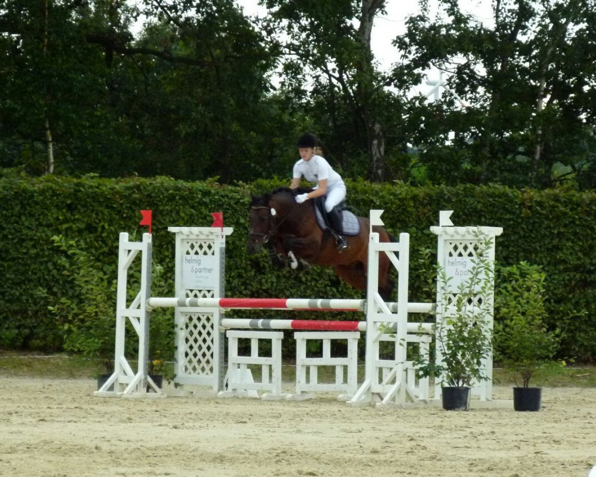Springpferd D'Artagnan (Deutsches Reitpony, 2003, von Alexandre Dumas)
