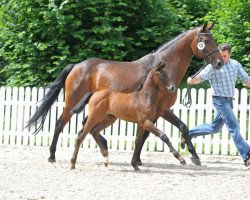 broodmare Omen II (Holsteiner, 1999, from Candillo Z)