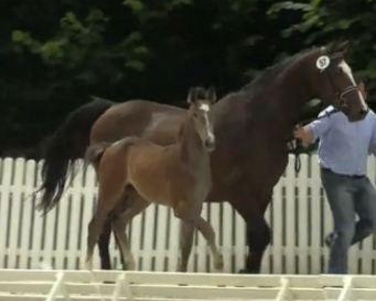 broodmare Lady Lancer (Westphalian, 2001, from Lancer III)