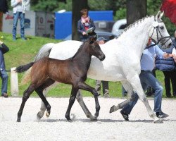 broodmare Romy (Holsteiner, 2001, from Esteban xx)