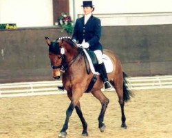 dressage horse cantus 7 (Holsteiner, 1982, from Calvados 2)