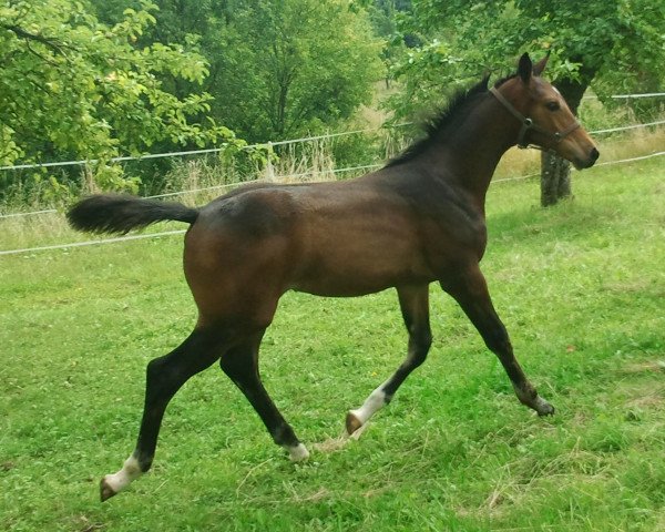 jumper Charlotte Louise (German Sport Horse, 2014, from Cap Chap)