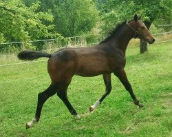 jumper Charlotte Louise (German Sport Horse, 2014, from Cap Chap)