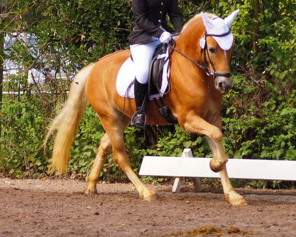 Pferd Aquilino 6 (Haflinger, 2004, von Aquavit)