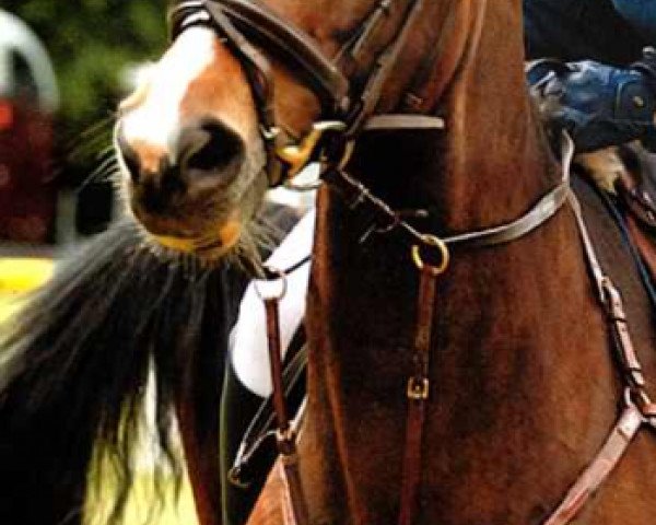 jumper Forsyts Lady (Hanoverian, 2005, from Forsyth)