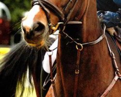 jumper Forsyts Lady (Hanoverian, 2005, from Forsyth)