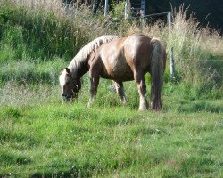 Pferd Ella (Rheinisch-Deutsches Kaltblut, 2010, von Empire)