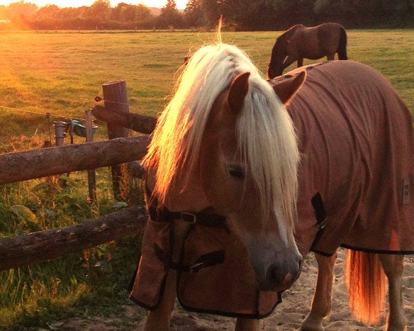 Dressurpferd Absolut (6,25% ox) (Pony ohne Rassebezeichnung, 2012, von Aaron)