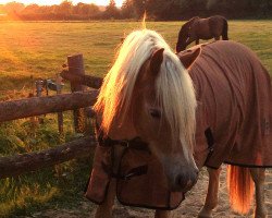 dressage horse Absolut (6,25% ox) (Pony without race description, 2012, from Aaron)