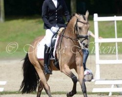 Dressurpferd Great Gatsby S (Deutsches Reitpony, 2010, von FS Golden Moonlight)