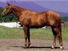 stallion Royal Ski xx (Thoroughbred, 1974, from Raja Baba xx)