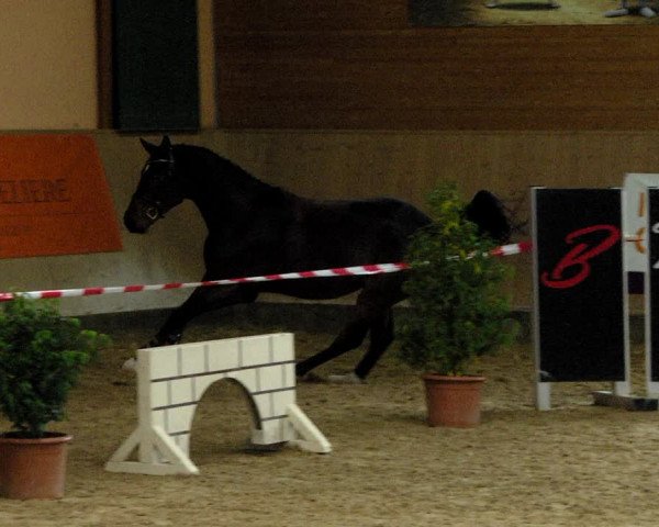 "IWEST" Free Jumping Day - Gut Winkelacker
