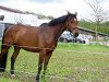 broodmare Temptation 40 (Holsteiner, 2003, from Rheinsberg)