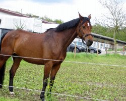 broodmare Temptation 40 (Holsteiner, 2003, from Rheinsberg)