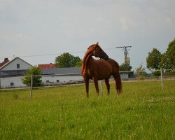 Zuchtstute Winnie H (Oldenburger, 2002, von Wolkentanz II)