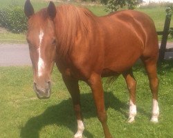 broodmare Shirley (Traber, 1997)