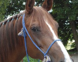 horse Rukaija El Dahma ox (Arabian thoroughbred, 2003, from Roul ox)