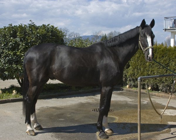 horse Ricoletto le Grande (Hanoverian, 1996, from Ramires)