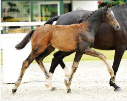 broodmare Quilaia (Oldenburg, 2014, from Quateron)