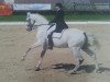 dressage horse Royal Wonder (Westphalian, 1993, from Rubinstein I)