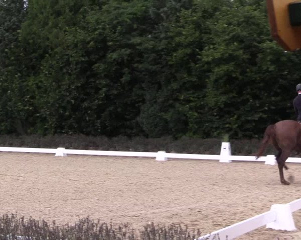 Bergische Dressurtage Lindlar - Reitanlage Dückers 2021