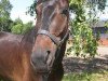 dressage horse Racing Cup (Westphalian, 2009, from Rock Forever NRW)